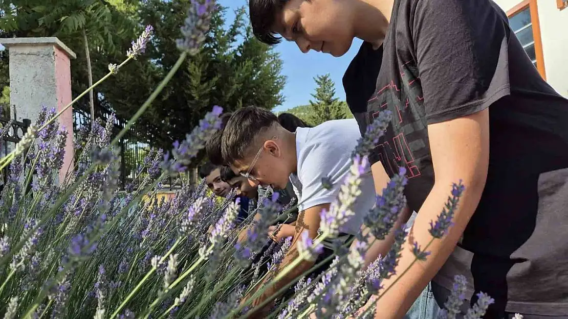 Gönüllü gençler Lavanta hasadında buluştu