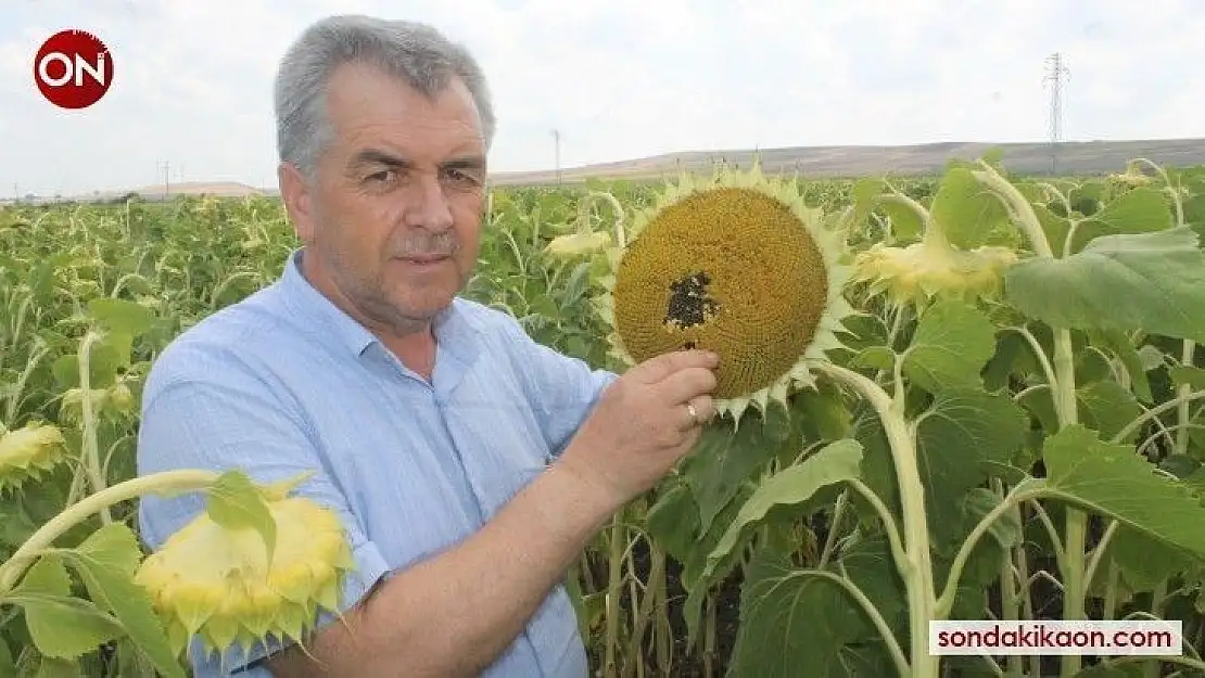 Güne bakanlar yüzünü çiftçiye çevirdi