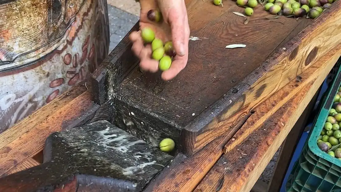 Güney Marmara'da zeytini kuraklık vurdu