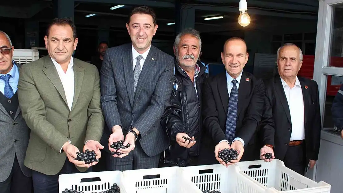 Güney Marmara zeytininde hasat zamanı