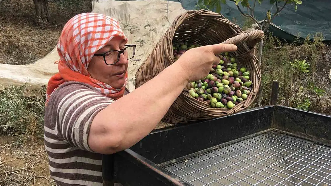 Günlük 3 bin liraya çalışacak zeytin işçisi bulunamıyor