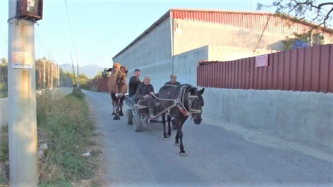 Güreş develeri antrenmana başladı