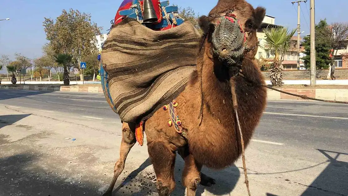 Güreşler için her gün 10 kilometre yürütülüyor