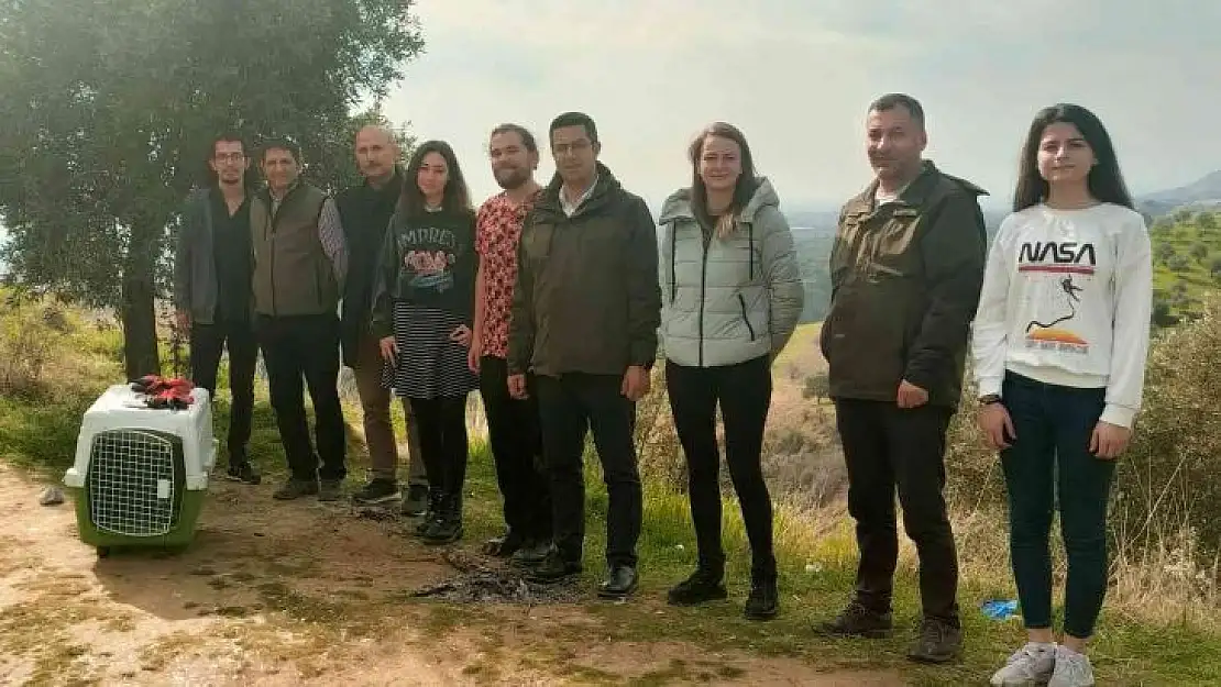Hakkı Bulut hayranı şahin, doğaya salındı