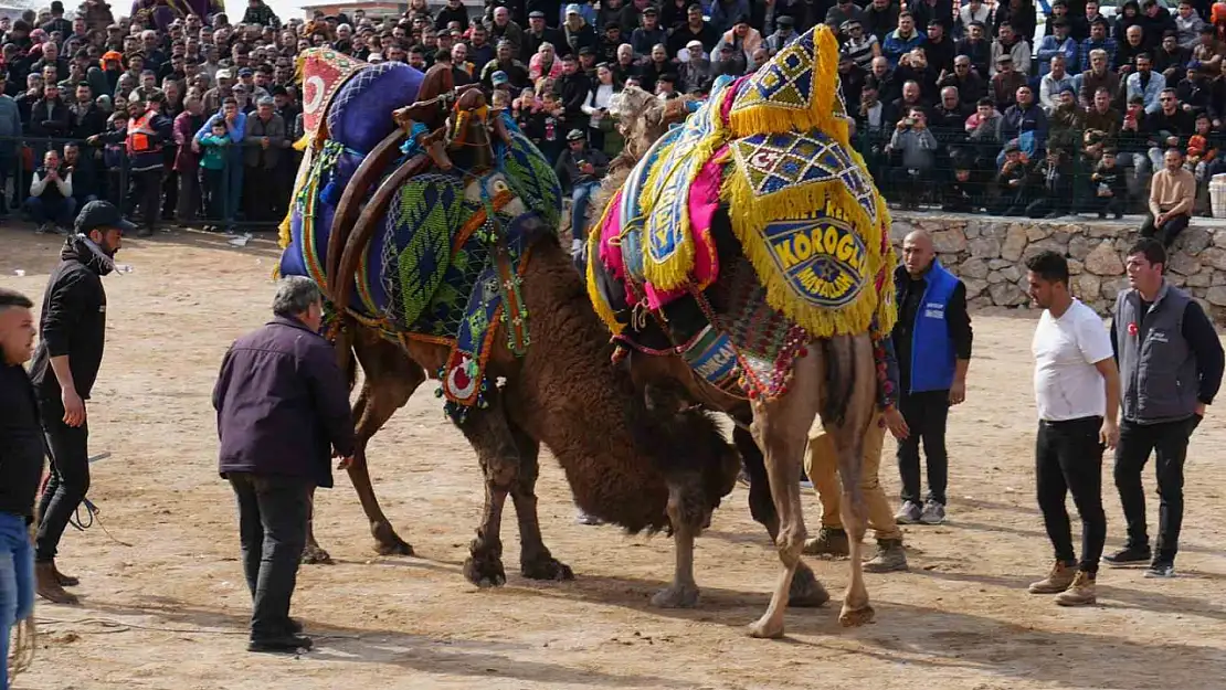 Havran'da geleneksel deve güreşleri büyük ilgi gördü