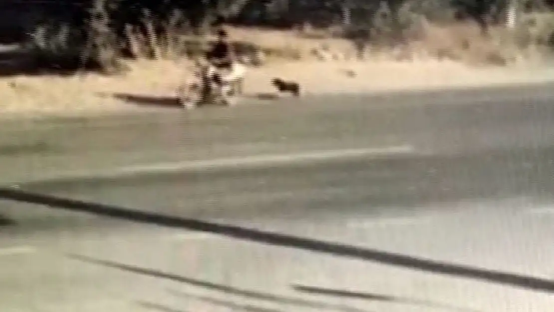 Hayvanları Koruma Günü'nde köpeğe işkence kamerada