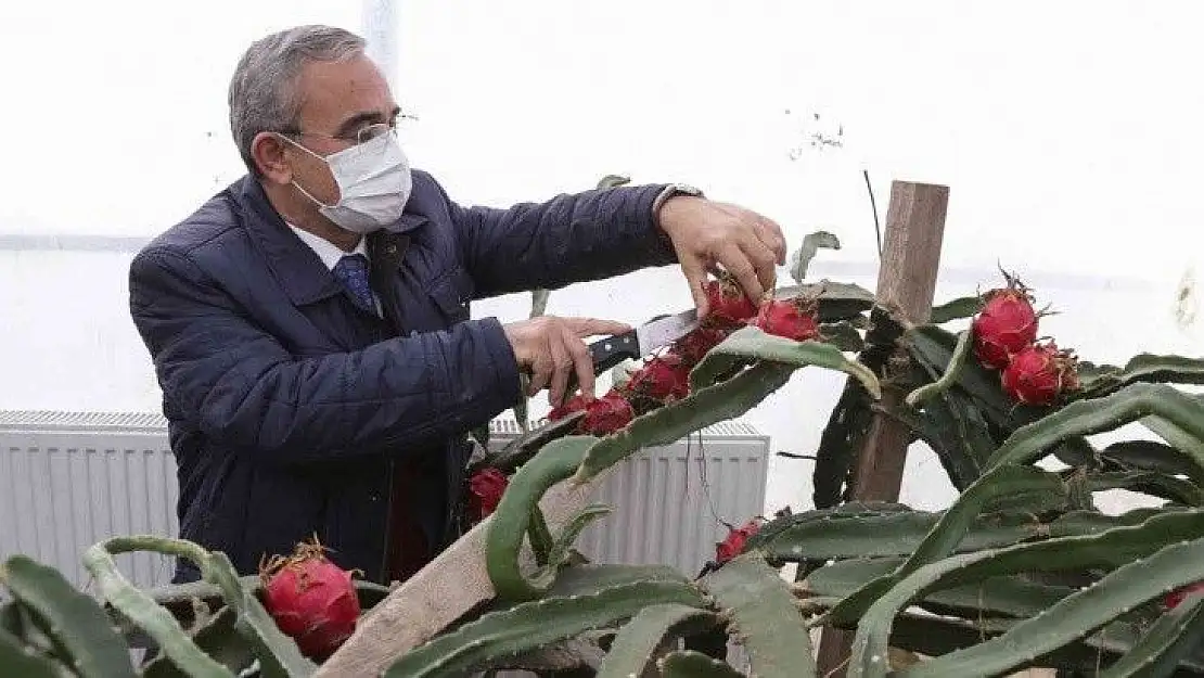 Hekim Sinan Tıbbi Bitkiler Merkezi'nde ejder meyvesi ve muz hasadı