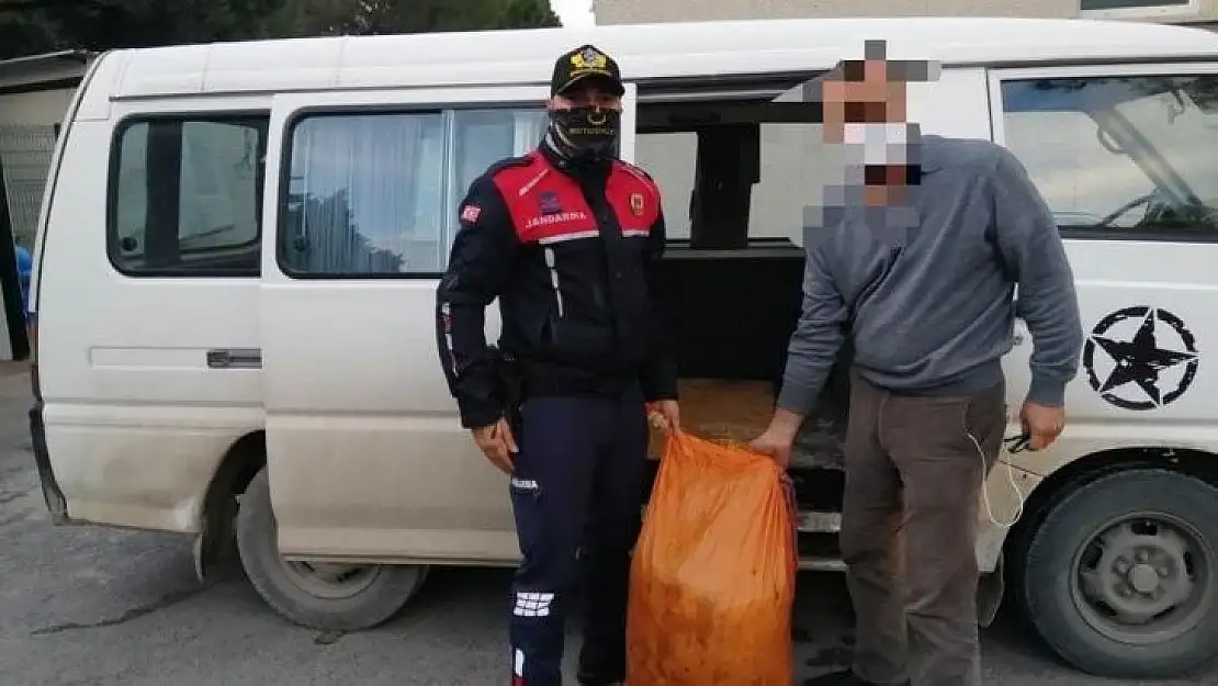 Hırsızlıktan aranan şahıslar zeytin çalarken yakalandı