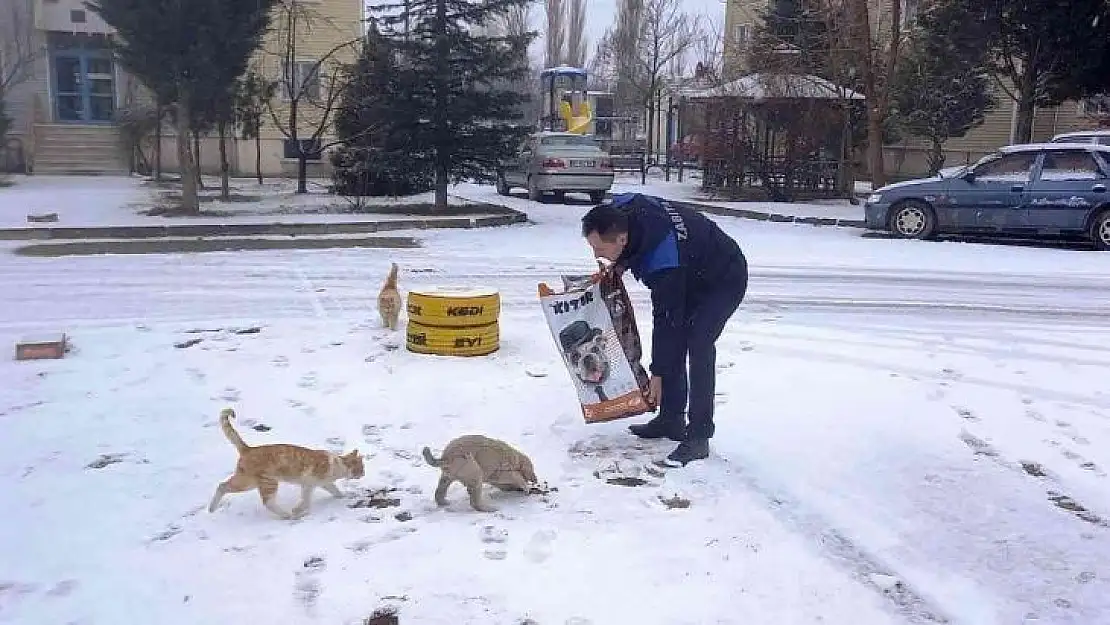 Hisarcık Belediyesi sokak hayvanlarını unutmadı