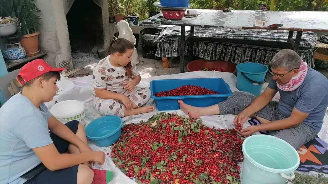 Hisarcık'ta kızılcık üretimi düştü, fiyatlar ikiye katlandı