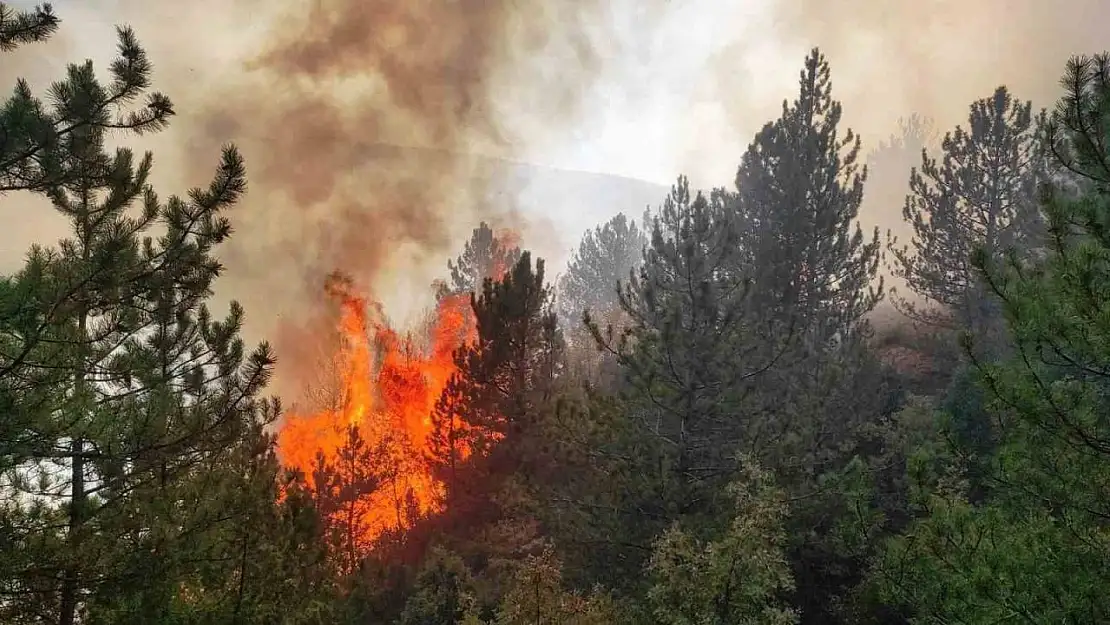 Hisarcık'ta orman yangını