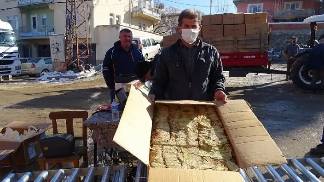 Hisarcık'ta tütün alımlarına başlandı