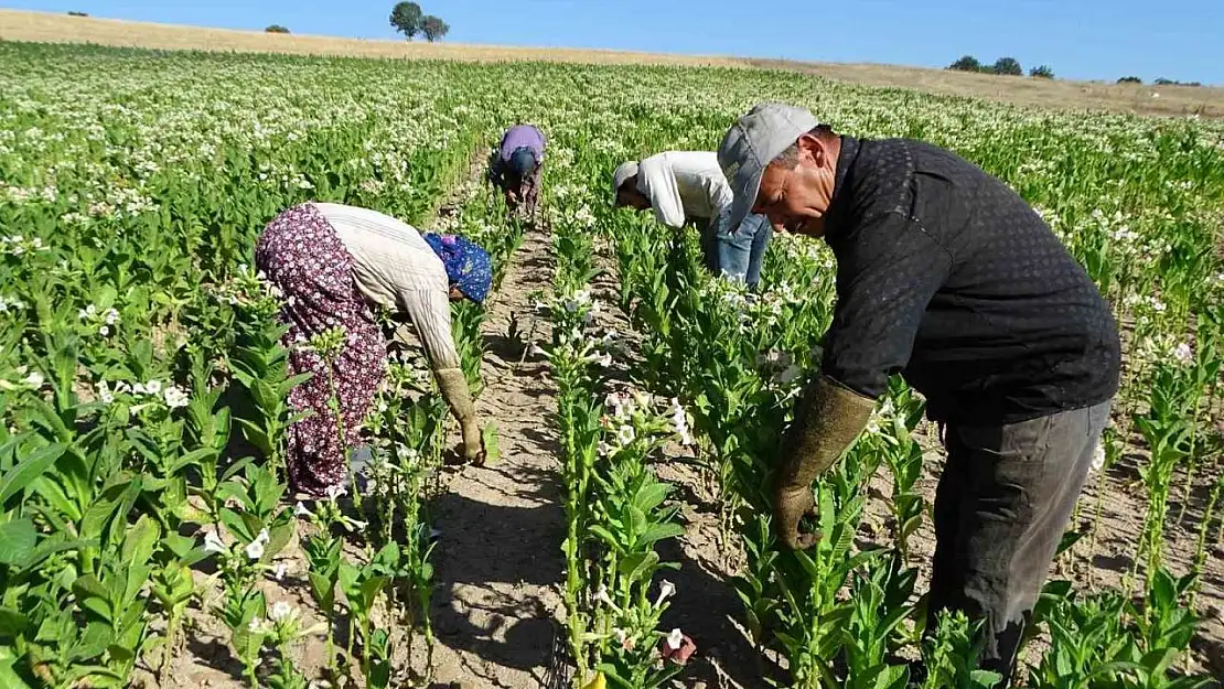 Hisarcık'ta tütün ekimi azaldı