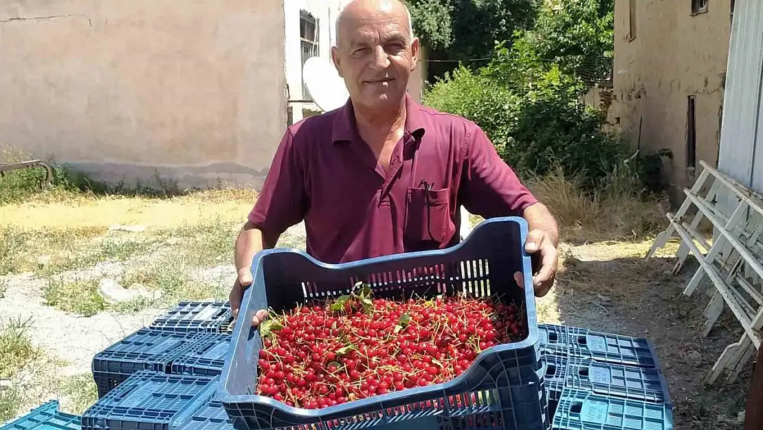 Hisarcık'ta vişne alımlarına başlandı