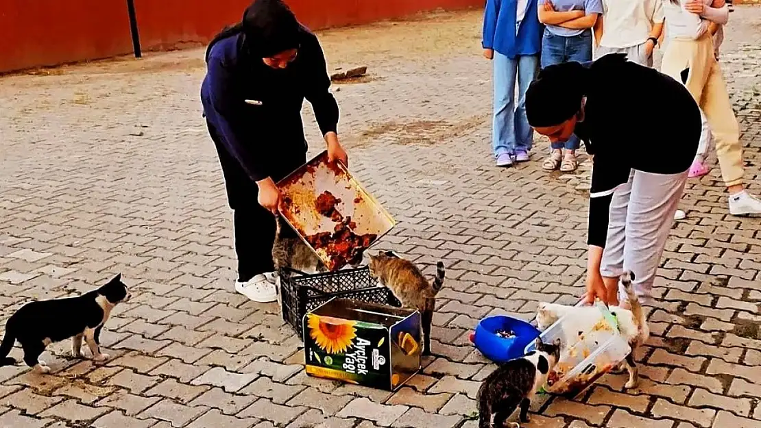 Hisarcık'ta yurt öğrencileri artan yemeklerle kedileri besledi