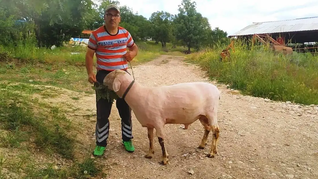 Hisarcık'taki üretici canlı ağırlığı 150 kilo gelen Merinolandschaf cinsi koç yetiştirdi