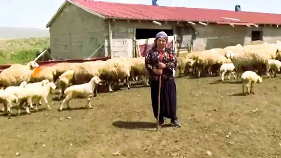 Honaz Belediyesi kadın çiftçilere gebe koyun dağıtacak