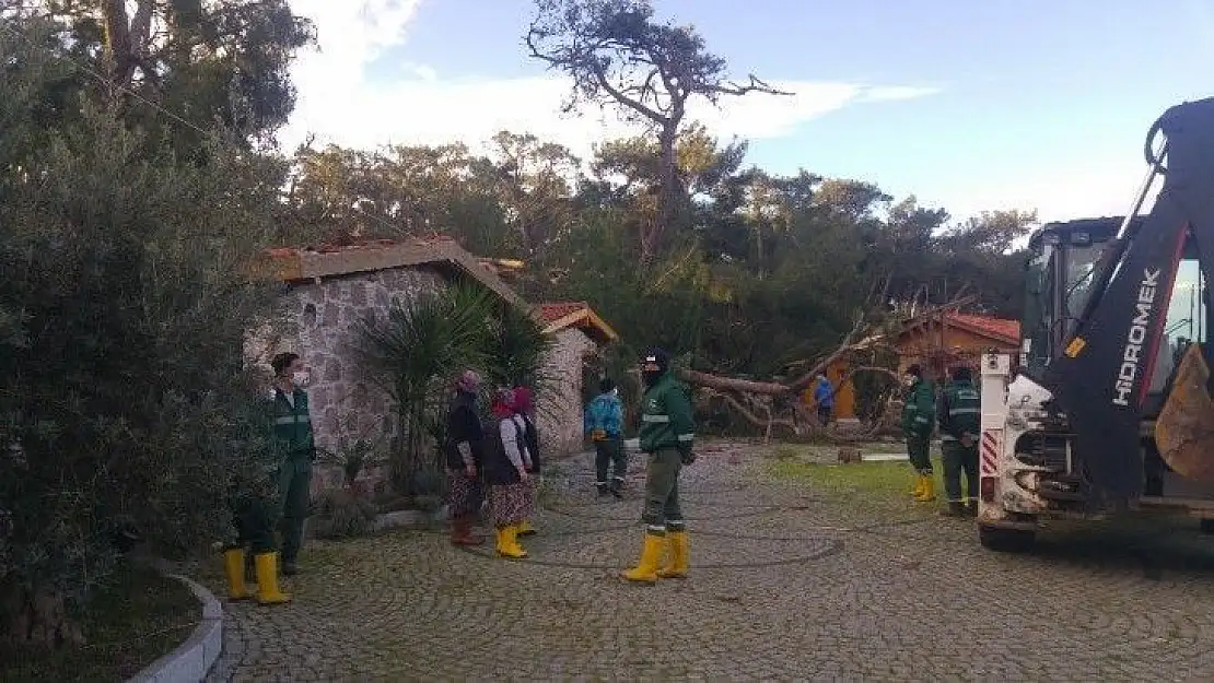 Hortum çatıları uçurdu, asırlık ağaçları da kırdı...Başkan olay yerini inceledi