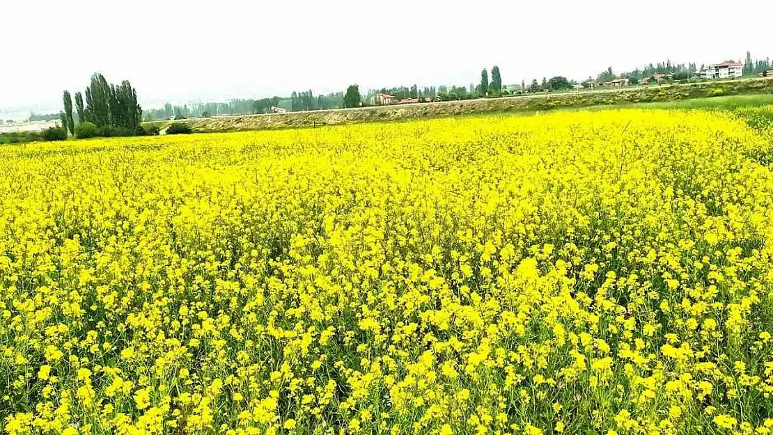 Hububat tarlasındaki yabani sarı hardal otu görsel şölen sunuyor