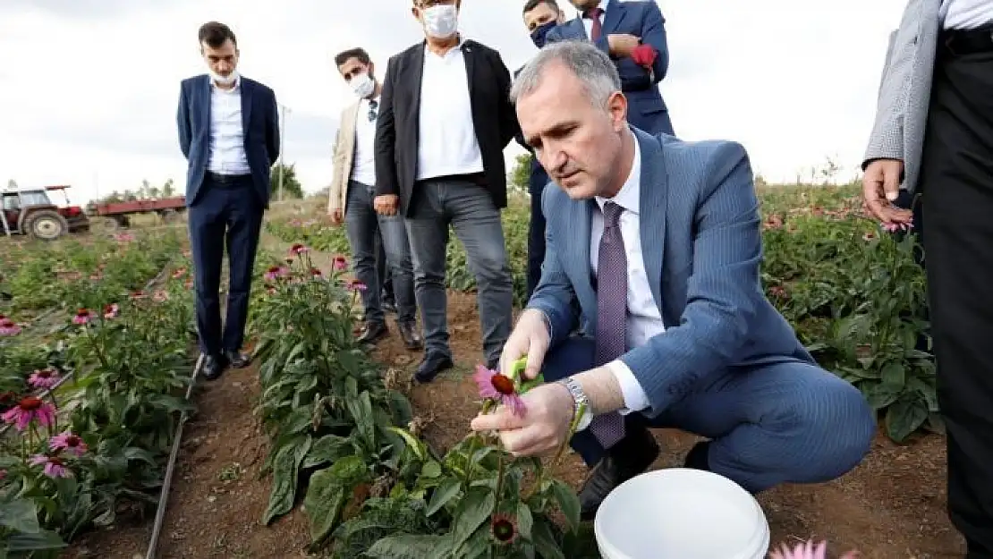 İnegöl'de ilk kez ekinezya hasadı yapıldı