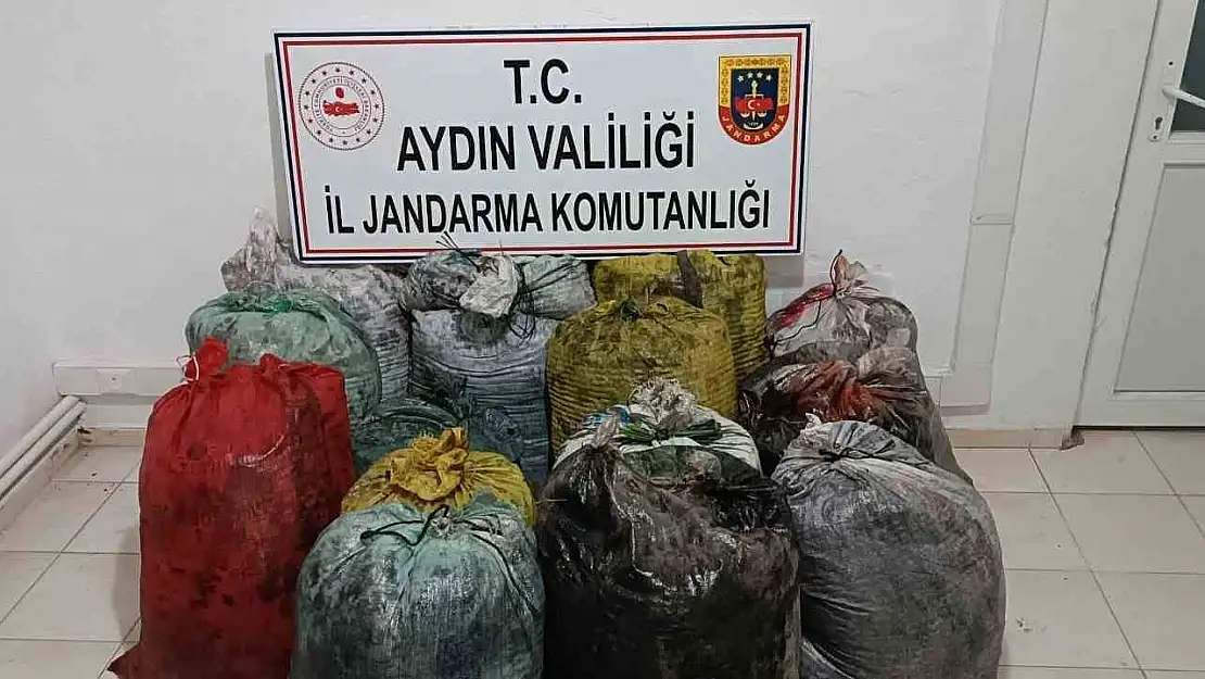İzinsiz zeytin toplayan 11 şüpheli yakalandı