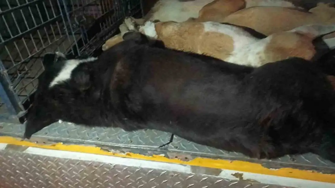 İzmir'de 10 köpek zehirlenerek öldürüldü