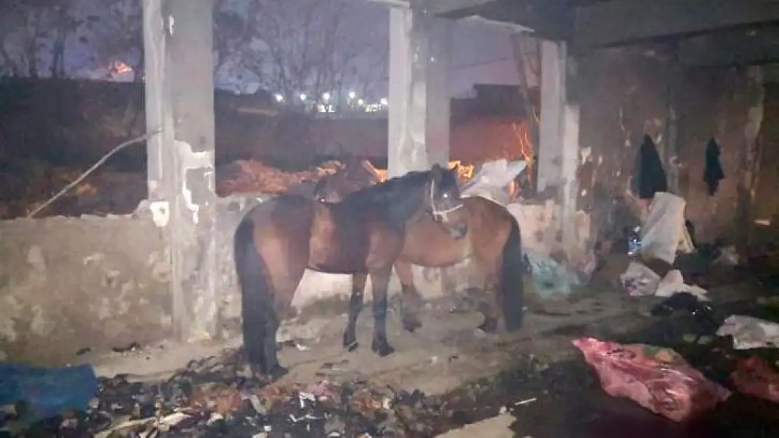 İzmir'de kaçak kesime baskın: Katır ve eşekler kurtarıldı, 6 hayvanı katletmişler