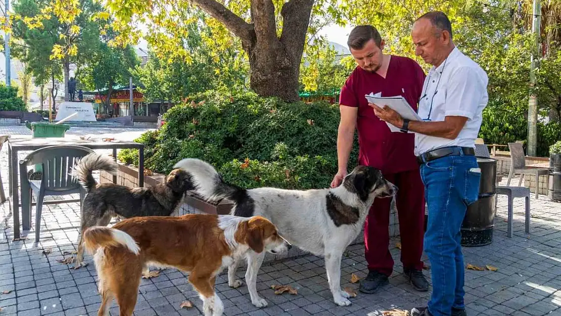 İzmir'de sahipsiz köpeklerin sayımı başladı