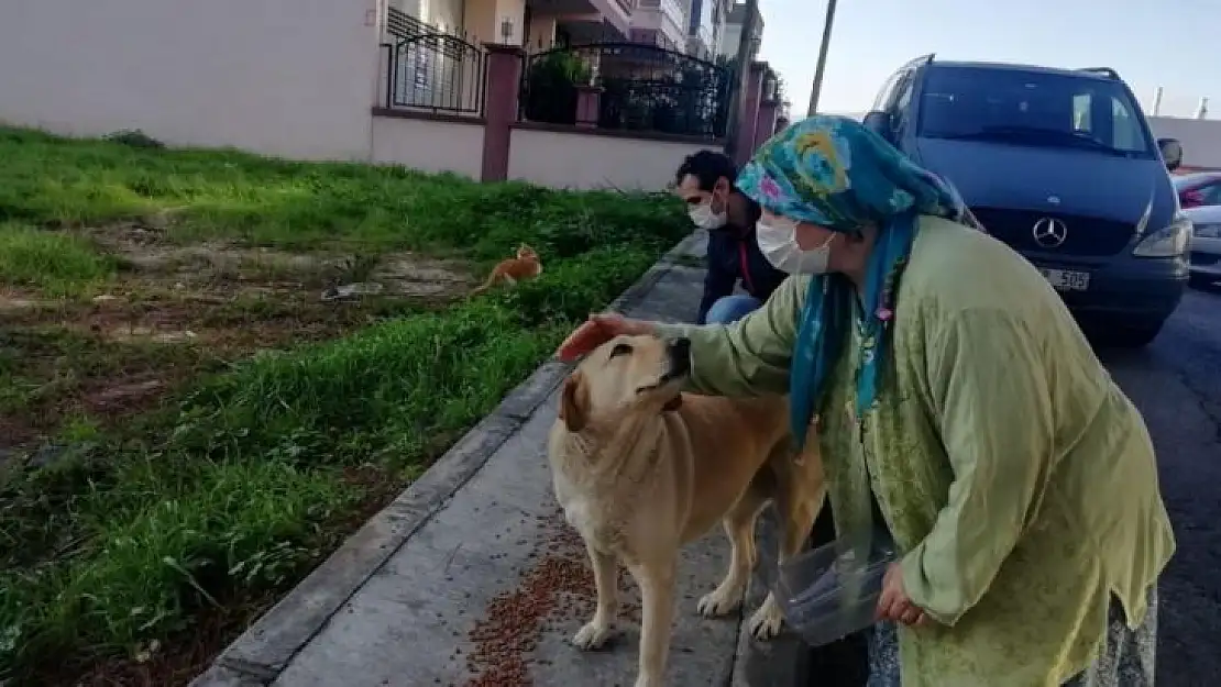 İzmir'de sokak hayvanları için 100 ton mama