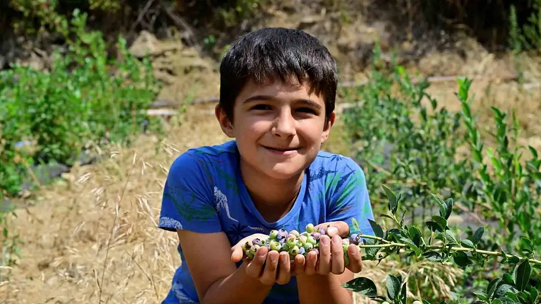 İzmir'in ilk toprağa dikim yaban mersini hasat edildi