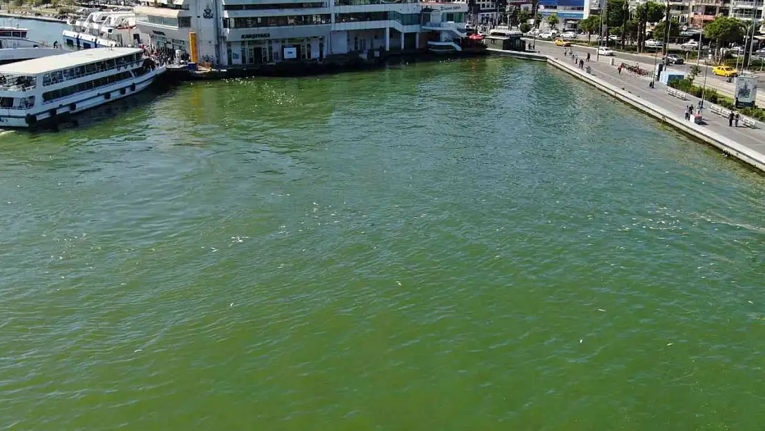 İzmir Körfezi'nde bilindik manzara: Yine binlerce ölü balık görüldü