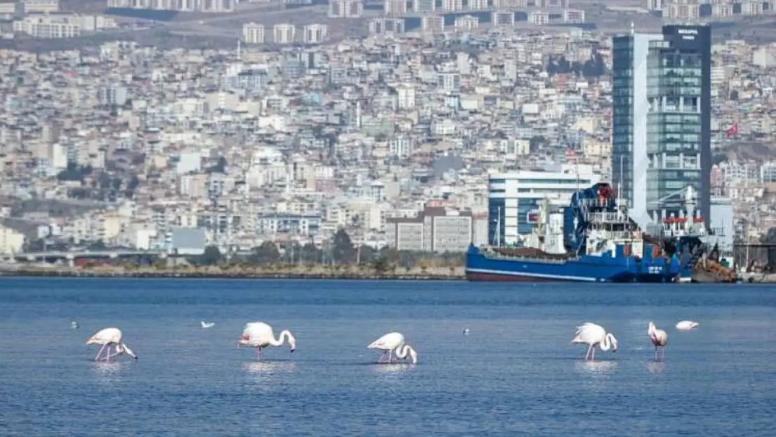 İzmir Körfezi'nde temizlik sonrası doğa canlandı, flamingolar ve pelikanlar geri döndü