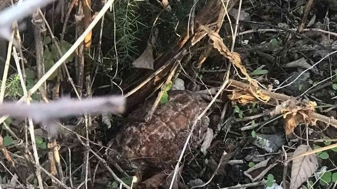 İznik'te göl kenarında el bombası bulundu