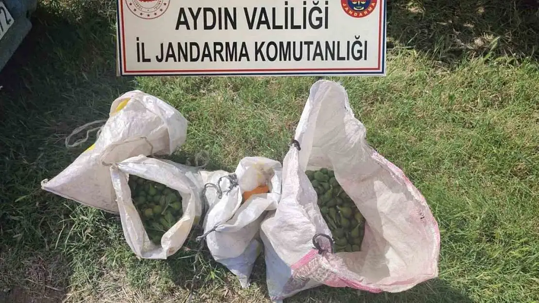 Jandarma'dan tarımsal ürün hırsızlığına geçit yok