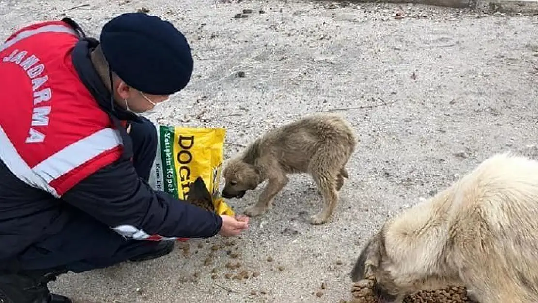 Jandarma sokak hayvanlarını elleriyle besledi