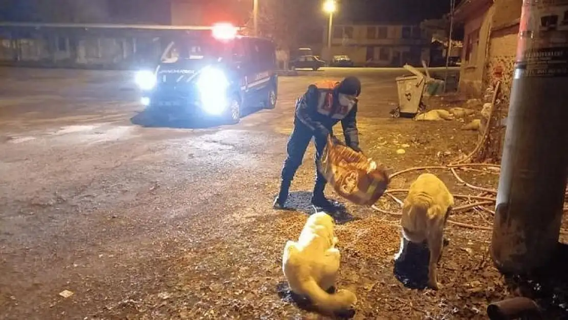 Jandarma sokak hayvanlarını unutmadı