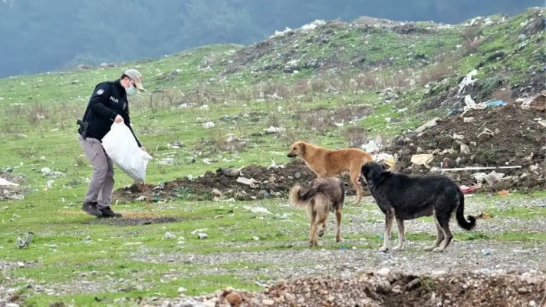 Jandarma ve polis kısıtlamada sokak hayvanlarını unutmadı