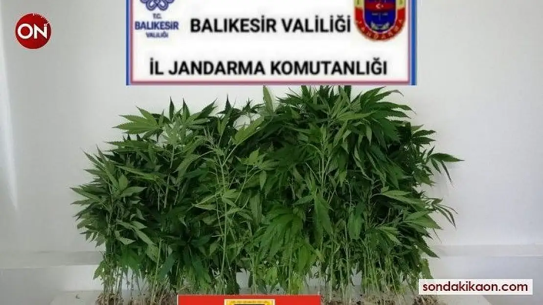 Jandarmadan kaçak kenevire geçit yok