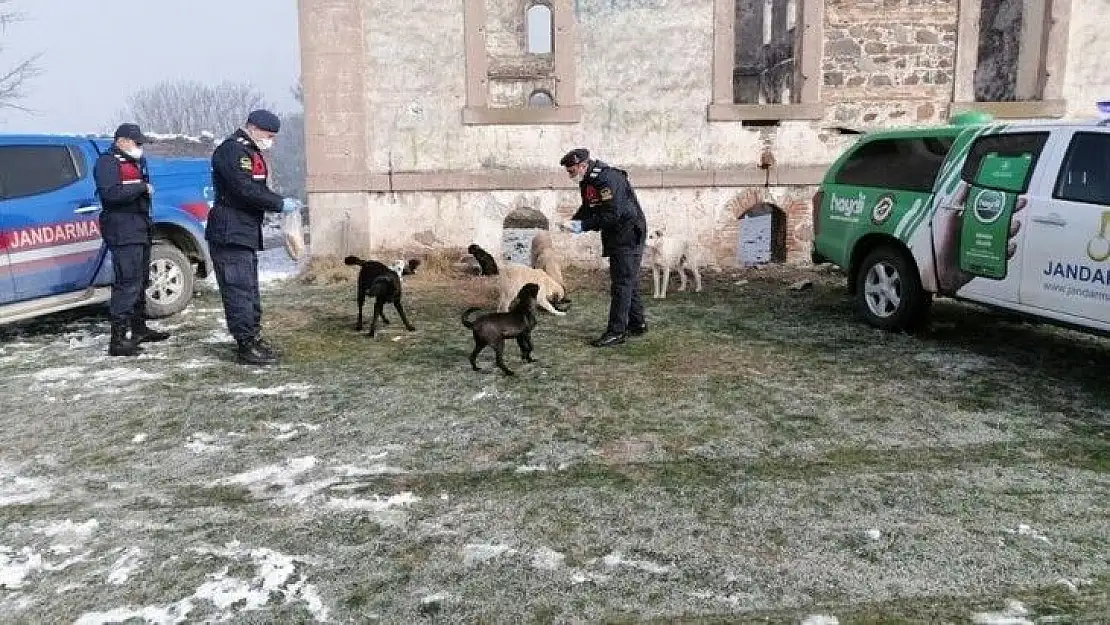Jandarmadan sokak hayvanlarına yem