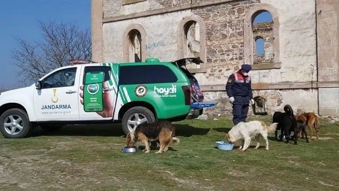 Jandarmadan sokak hayvanlarına şefkat eli