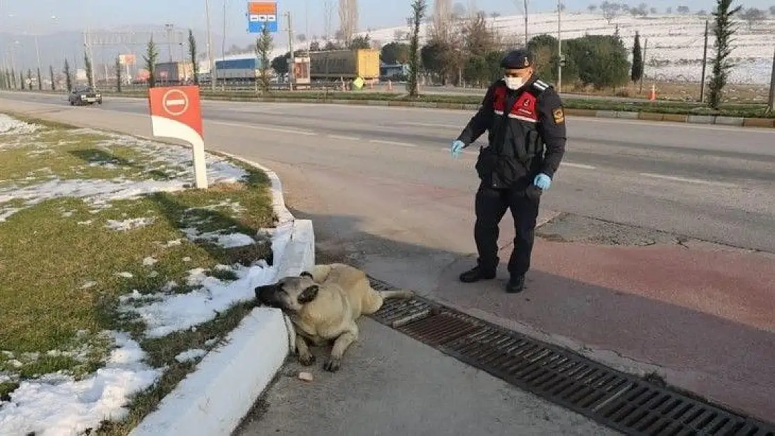Jandarmadan yaralı köpeğe yardım eli