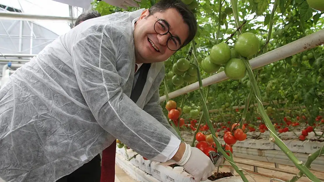 Jeotermal Sera'da yılın ilk hasadı yapıldı