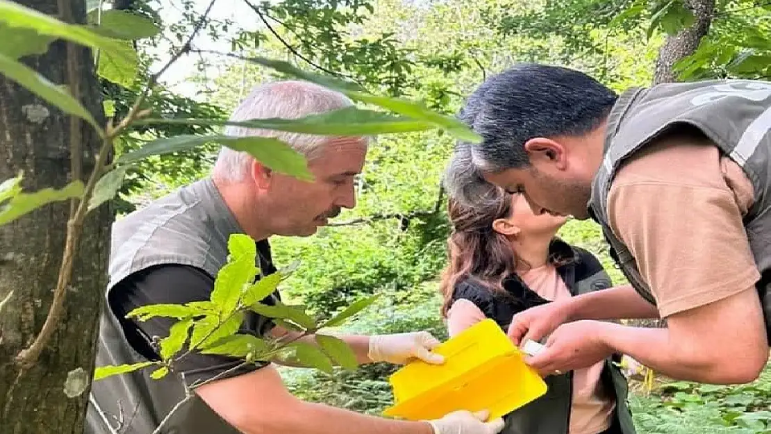 Kapıdağ'da 'dumansız yangın' ile biyolojik mücadele başladı