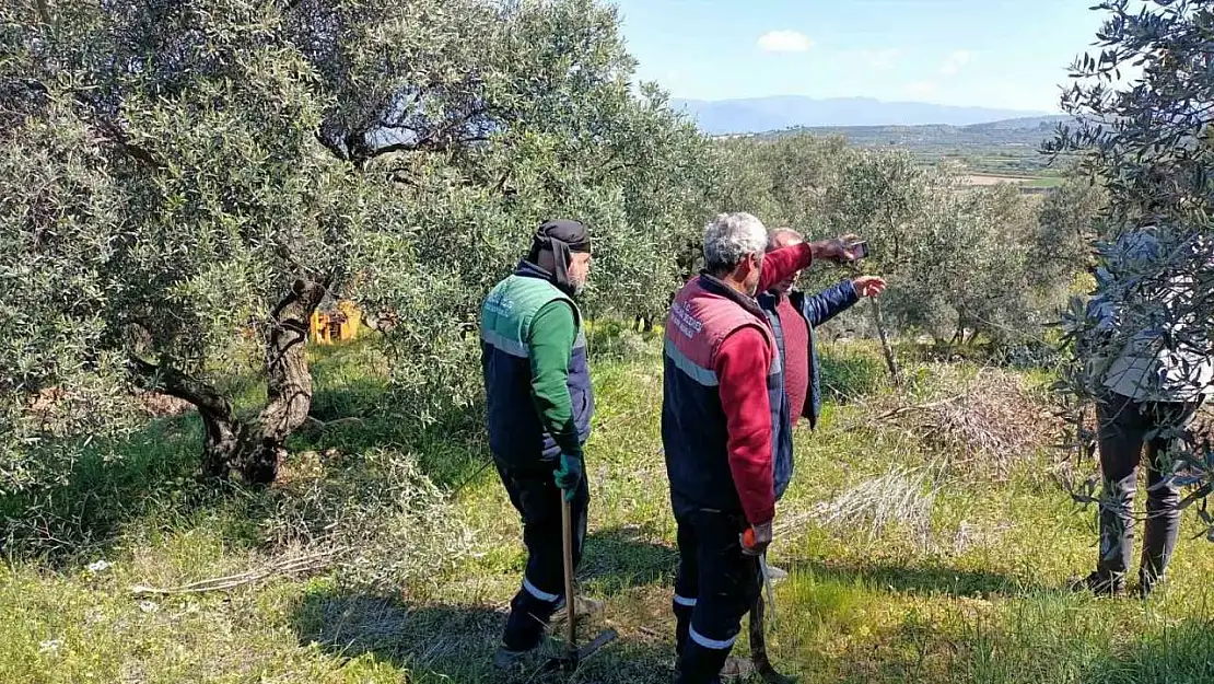 Karacasu Belediyesi'nden zeytin ağaçlarına bahar bakımı