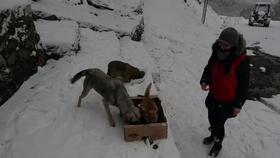 Karda aç kalan sokak hayvanlarını su ve mama bıraktılar