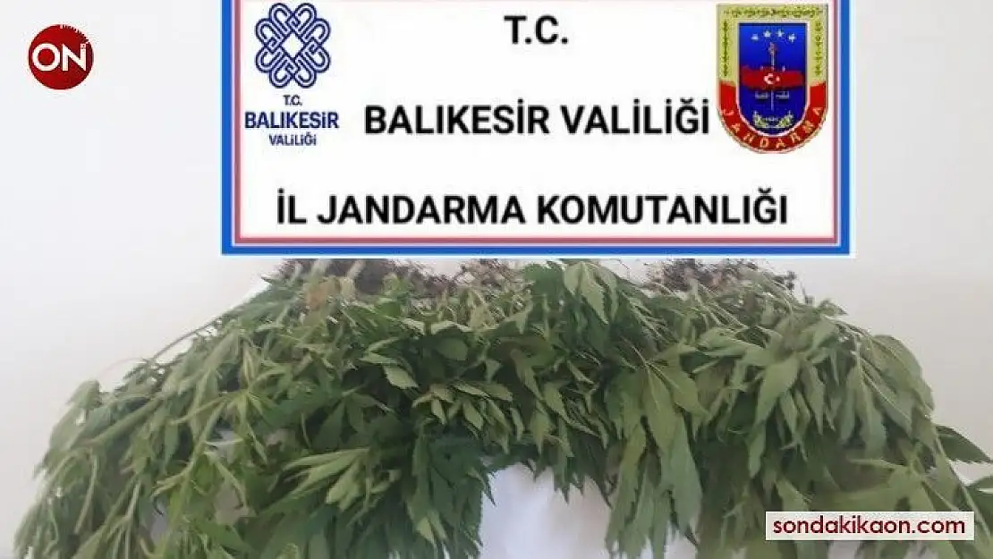Karesi'de ormanlık alanda kenevir yetiştiren 2 şüpheli yakalandı