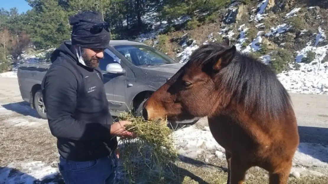 Karla kaplı Spil Dağı'ndaki yılkı atlarını elleriyle beslediler