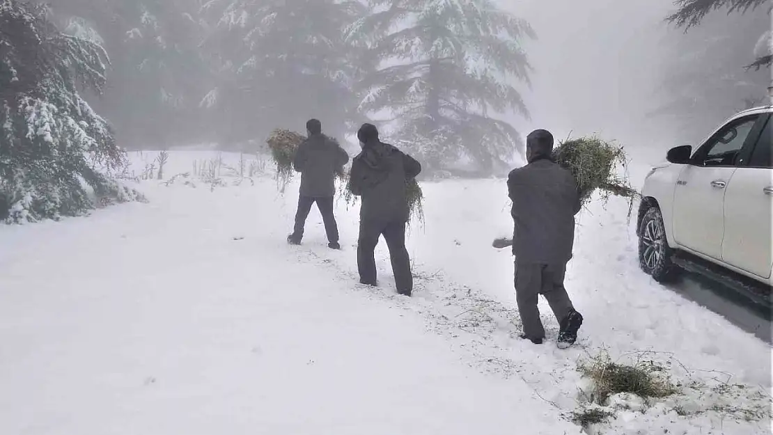 Karla kaplı Spil Dağında yaban hayatı unutulmadı