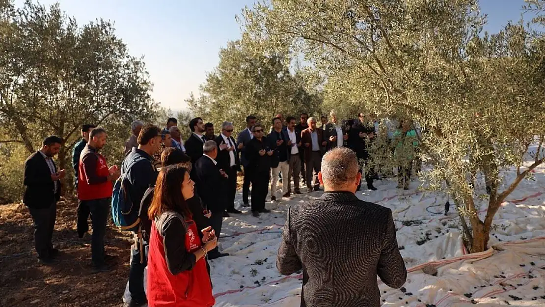 Kavaklıdere'de zeytin hasat sezonu Hillerima Antik Kenti'nde dualarla başladı