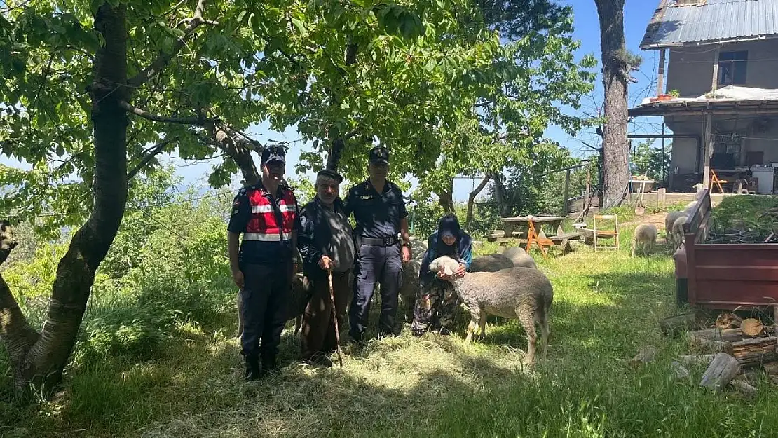 Kaybolan 16 küçükbaş hayvanı jandarma ekipleri buldu